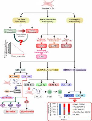 Cancer-associated fibroblasts: The chief architect in the tumor microenvironment